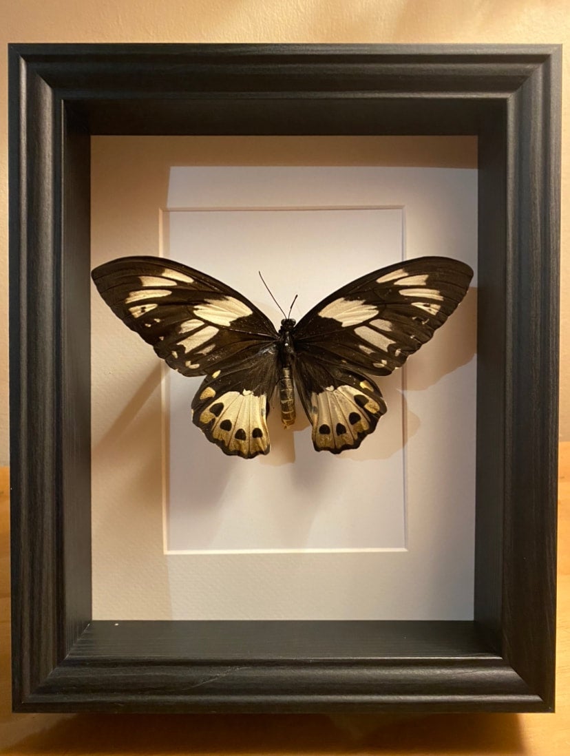 Cape York birdwing ( female) | Insectemporium